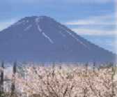 fuji-sakura.jpg