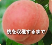 桃の収穫