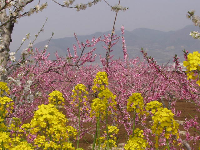 山梨 一宮 桃の花まつり 桃源郷 花桃 しだれ花桃 入園無料 開花情報 浅間園